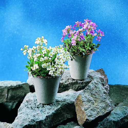 59a-arabis caucasica Arabis Cruciferae (6605)