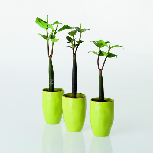 Image of Bruguiera sexangula