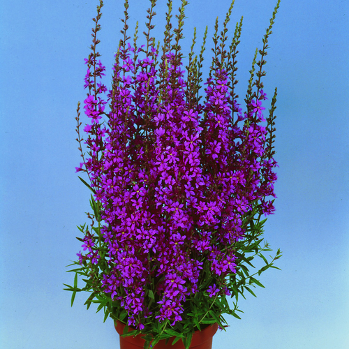 Image of Lythrum salicaria
