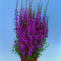 Image of Lythrum salicaria
