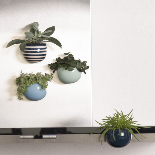 Image of Pilea depressa