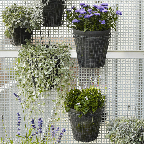 Aster Compositae (6811)