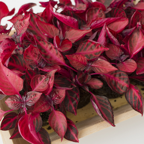 20091030WF9R9051 Iresine Amaranthaceae (10692)