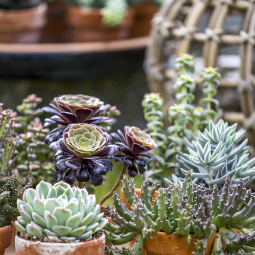 Sempervivum Crassulaceae (14676)