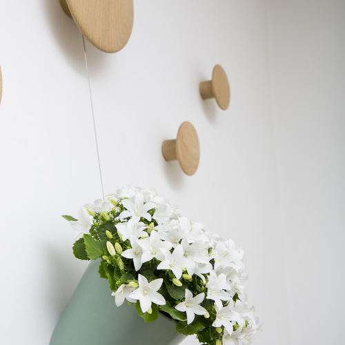 Campanula Campanulaceae (7408)