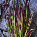 Image of Imperata cylindrica