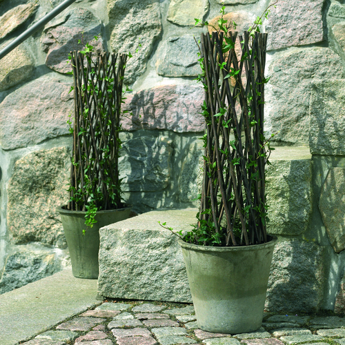 hedera Hedera Araliaceae (10028)