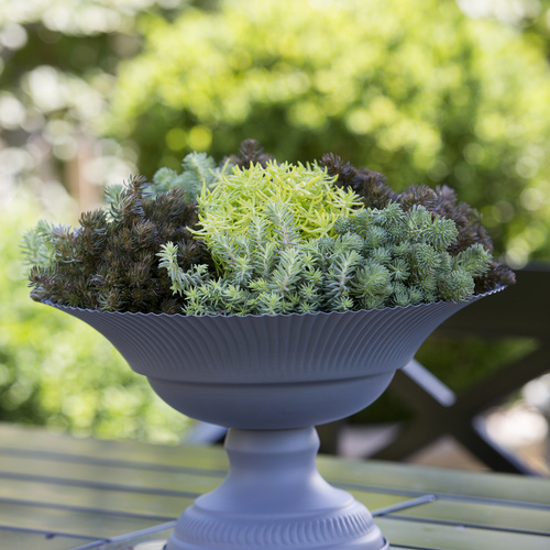 Image of Sedum rupestre