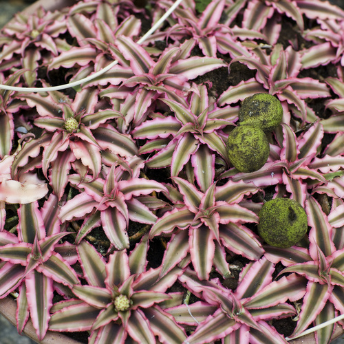 Cryptanthus Bromeliaceae (8423)