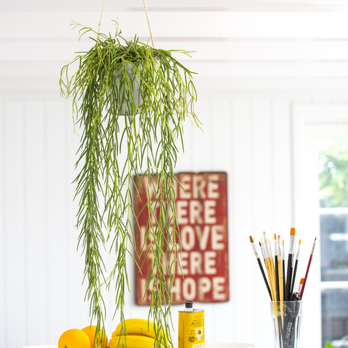 Image of Hoya linearis