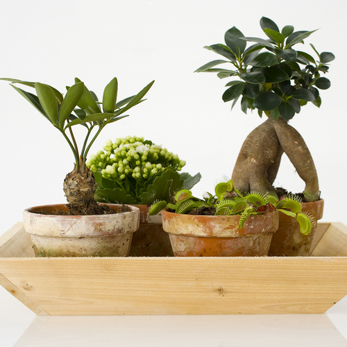 Image of Drosera aliciae