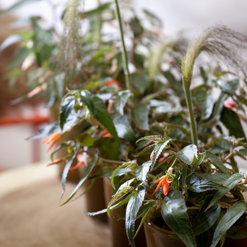 Image of Begonia boliviensis