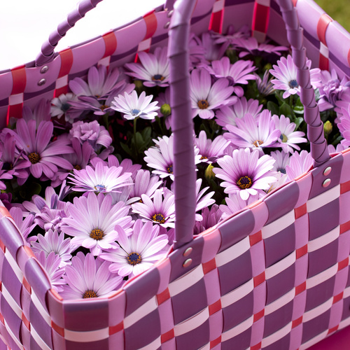 Image of Osteospermum hybrid