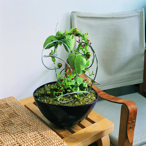 Image of Dischidia pectenoides