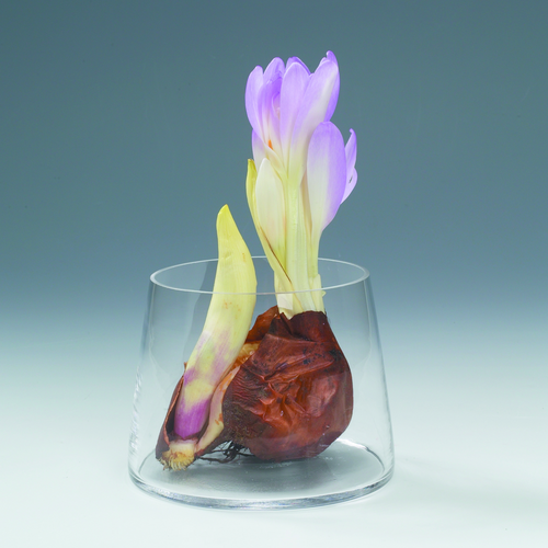 Image of Colchicum cilicicum