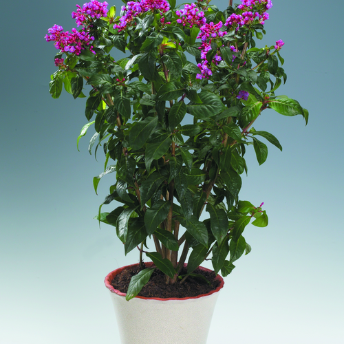 fuchsia paniculta Fuchsia Onagraceae (9662)