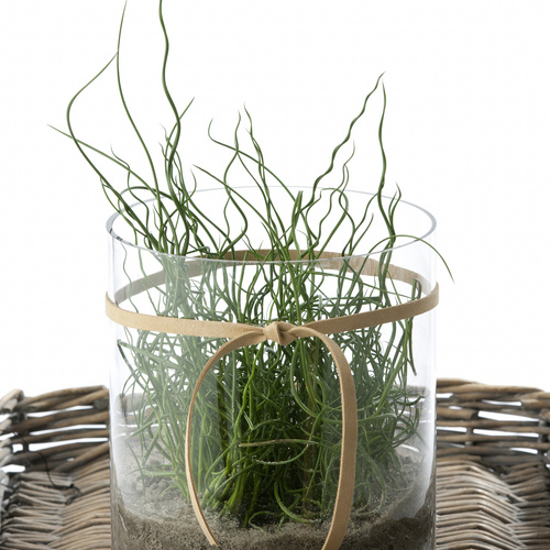 Image of Juncus effusus