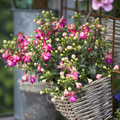 Image of Fuchsia hybrid
