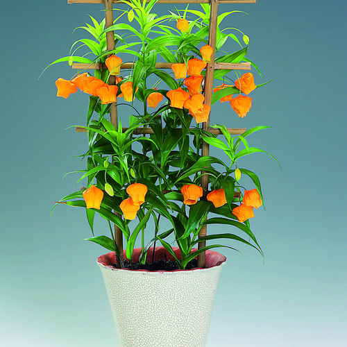 Image of Sandersonia aurantiaca