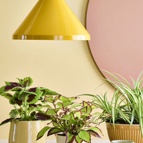 Image of Chlorophytum comosum