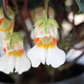 Image of Impatiens velvetea
