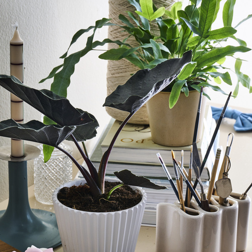 Phlebodium Polypodiaceae (442057)