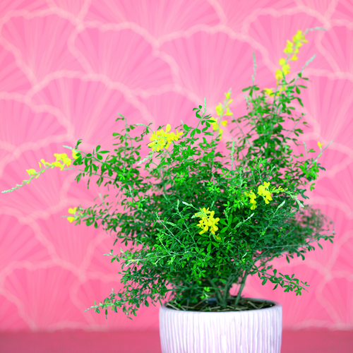 fd45 cytisus mad Cytisus Leguminosae (8601)