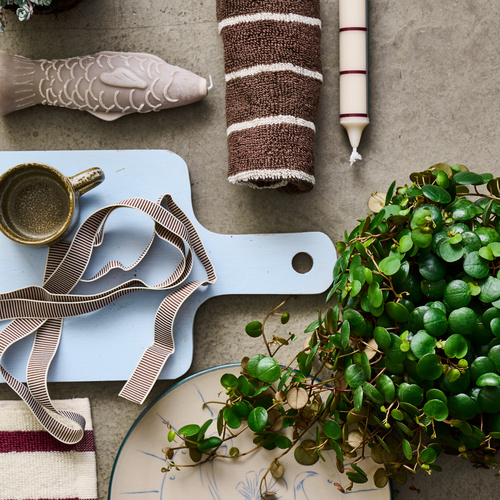 Sedum Crassulaceae (442021)