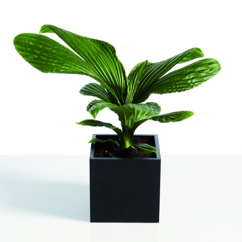 Carludovica palmata Carludovica Cyclanthaceae (7842)