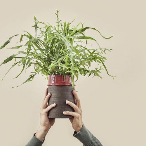 Image of Homalocladium platycladum