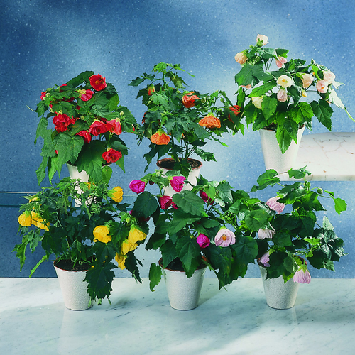 Image of Abutilon hybrid