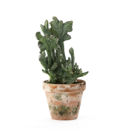 Image of Cereus spegazzinii