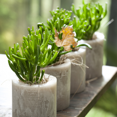 Image of Crassula ovata