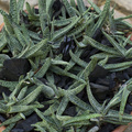 pulchel_ Image of Gasteria hybrid