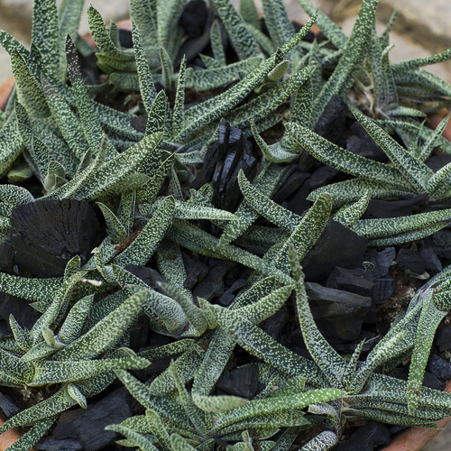 Gasteria Asphodelaceae (9687)