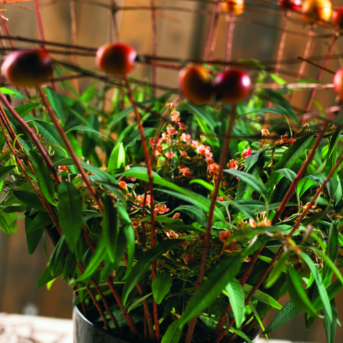 Image of Euphorbia fulgens