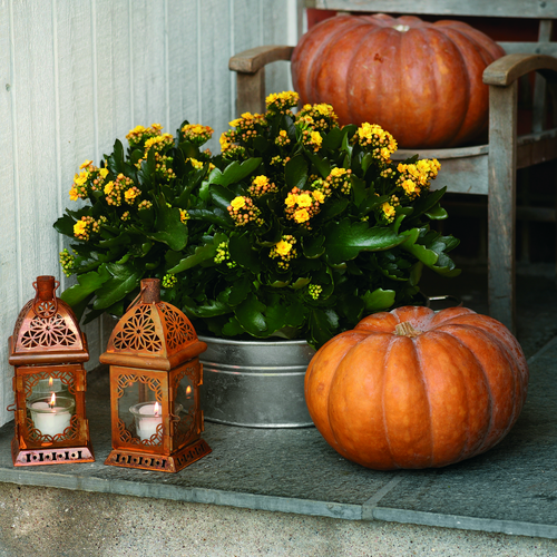 Kalanchoe Crassulaceae (10932)