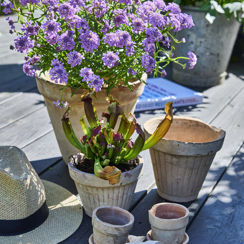 Image of Sarracenia hybrid