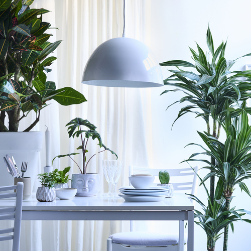 Image of Dracaena fragrans