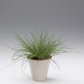 Image of Festuca glauca