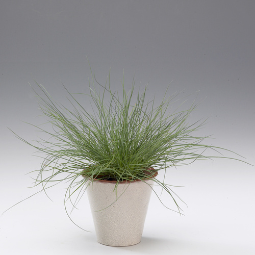 Festuca Poaceae (9548)