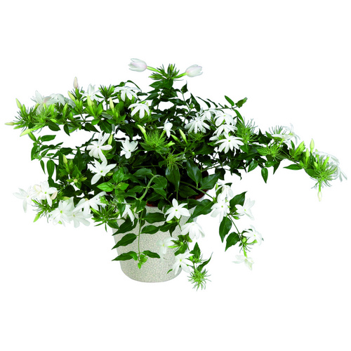 Jasminum Oleaceae (10740)