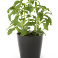 Image of Stevia rebaudiana