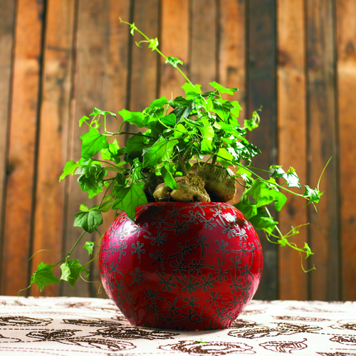 Image of Gerrardanthus macrorhizus