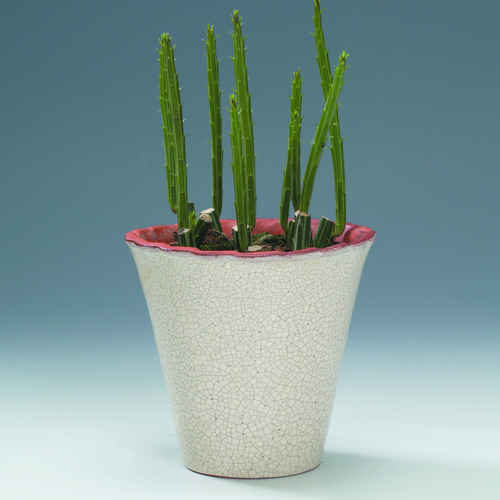 Senecio Asteraceae (14754)