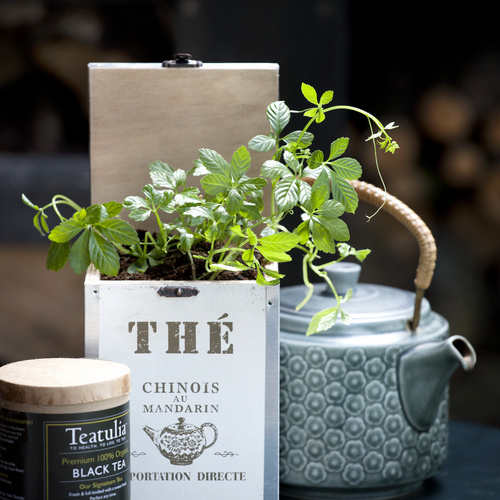 170511 18 Image of Gynostemma pentaphyllum