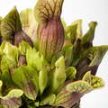 Image of Sarracenia purpurea