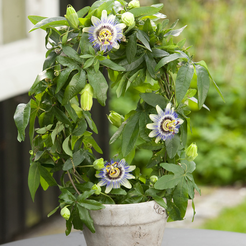 Passiflora Passifloraceae (12237)