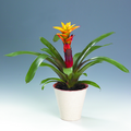 Image of Guzmania hybrid