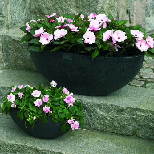 impatiens Impatiens Balsaminaceae (10682)